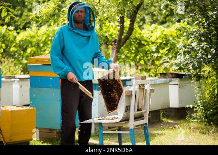 Der Imker schüttelt die Bienen mit dem Rahmen mit einem einzelnen Pinsel, um sie in den Nukleusbehälter zu übertragen. Die künstliche Besamung der Bienenkönigin. Rücknahme der Zuchtzungenbiene Stockfoto