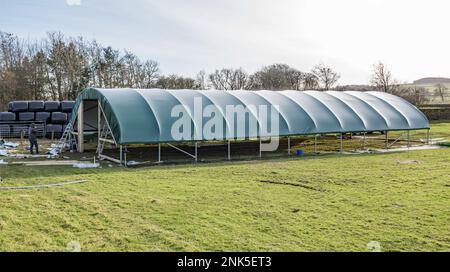 Installation eines einspaltigen Tierpolytunnels in Back Lane, Long Preston, North Yorkshire zum Lammen von Mutterschafen in einer trockeneren und wärmeren Umgebung Stockfoto