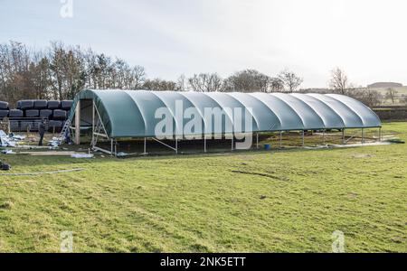 Installation eines einspaltigen Tierpolytunnels in Back Lane, Long Preston, North Yorkshire zum Lammen von Mutterschafen in einer trockeneren und wärmeren Umgebung Stockfoto