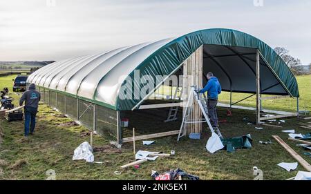 Installation eines einspaltigen Tierpolytunnels in Back Lane, Long Preston, North Yorkshire zum Lammen von Mutterschafen in einer trockeneren und wärmeren Umgebung Stockfoto