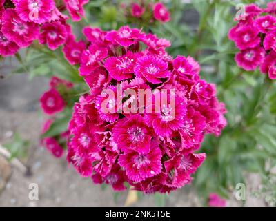 Die süße William (Dianthus barbatus)-Blume in Rumänien Stockfoto