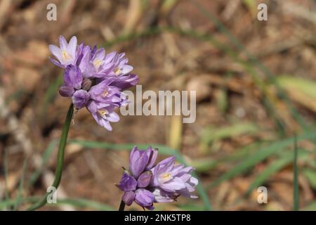 Lila blühende Cymose umbel-Blüten von Dipterostemon capitatus, Asparagaceae, einheimisches ganzjähriges Kraut in den Santa Monica Mountains, Winter. Stockfoto