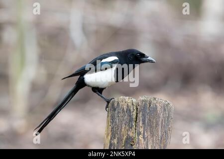 Nahaufnahme einer einzelnen erwachsenen Magpie Pica Pica im Profil, die auf einem Holzpfosten vor einem diffusen Hintergrund sitzt Stockfoto