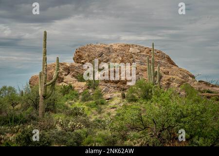 Kakteen im Saguaro East National Park an einem wunderschönen Sommertag Stockfoto