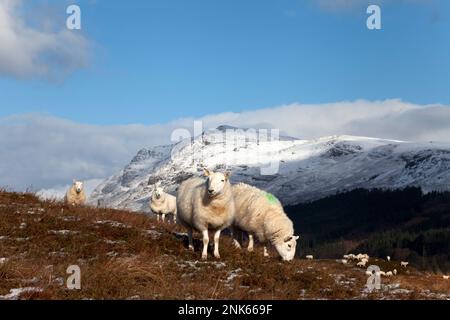 Schafe auf einem Hügel bei Dundonnell im westlichen Hochland Schottlands. Stockfoto