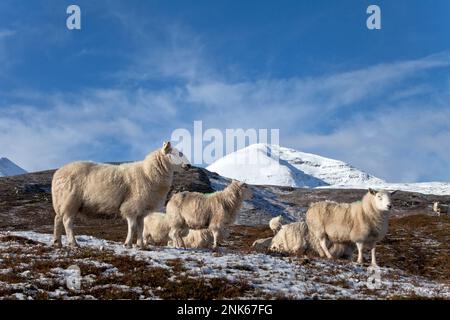 Schafe auf einem Hügel bei Dundonnell im westlichen Hochland Schottlands. Stockfoto