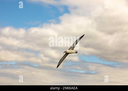 Bullers Albatross im Flug über Ortago Harbour auf der Südinsel Neuseelands. Stockfoto