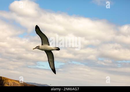 Bullers Albatross im Flug über Ortago Harbour auf der Südinsel Neuseelands. Stockfoto