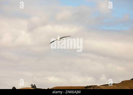 Bullers Albatross im Flug über Ortago Harbour auf der Südinsel Neuseelands. Stockfoto