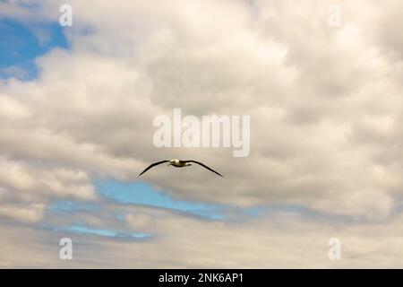 Bullers Albatross im Flug über Ortago Harbour auf der Südinsel Neuseelands. Stockfoto