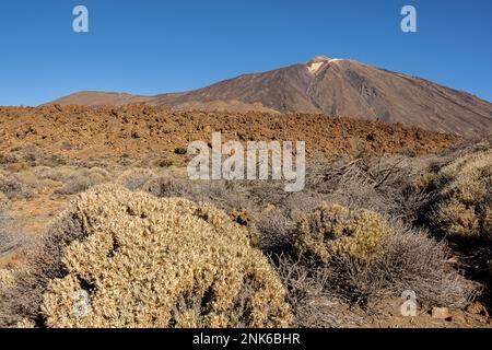 Teide, vulkanische Felsformationen und einheimische Vegetation, im Teide Nationalpark, Teneriffa, Kanarische Inseln, Spanien Stockfoto