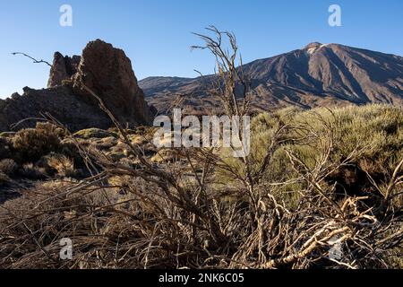 Teide und Retama (Spartocytisus supranubius) im Teide-Nationalpark, Teneriffa, Kanarische Inseln, Spanien Stockfoto