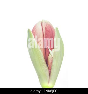 Ein quadratisches Foto einer angehenden roten Amarillus-Blume vor weißem Hintergrund Stockfoto