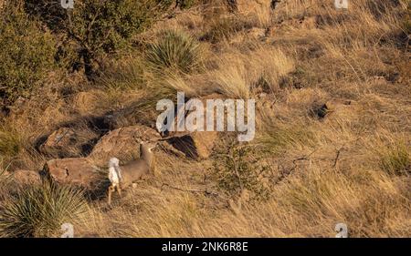 Coues Whitetail Deer Buck in den Chiricahua Mountains, Arizona Stockfoto