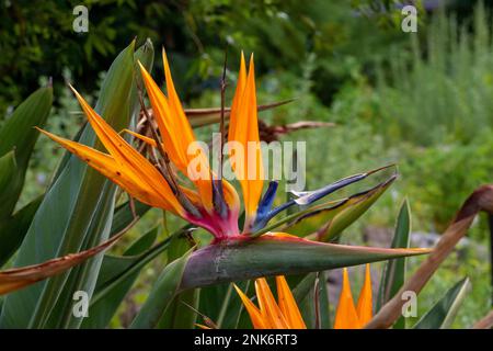 Vogelblume im Kirstenbosch National Gardens, Kapstadt, Südafrika Stockfoto