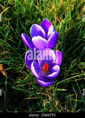 Crocus vernus (Spring Crocus), Remembrance Cultivar, heimisch in den Alpen, Pyrenäen und dem Balkan. In Großbritannien, in Grasland, Gärten, an Straßenrändern Stockfoto