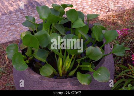 Pontederia azurea ist eine Wasserhyazinthen aus Amerika, auch bekannt als verankerte Wasserhyazinthen Stockfoto