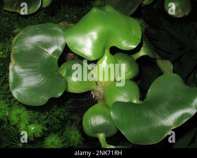 Wasserhyazinthen (Eichhornia crassipes) im Aquarium Stockfoto