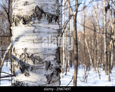 Ein Birkenstamm aus nächster Nähe und ein schneebedeckter Stadtpark im Hintergrund am sonnigen Wintertag Stockfoto