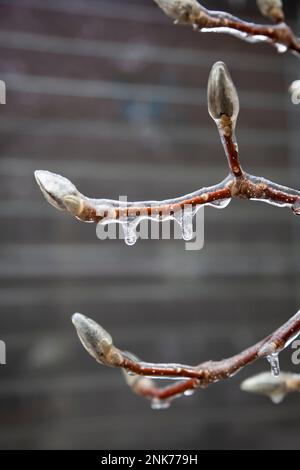 Die Vegetation leidet unter einer dicken, eisigen Beschichtung in Bloomfield Hills, MI, USA Stockfoto