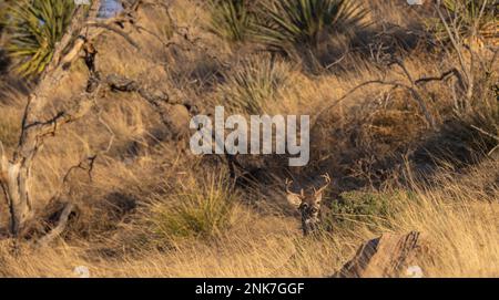 Coues Whitetail Deer Buck in den Chiricahua Mountains, Arizona Stockfoto