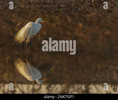 Ein Greater Egret, der in einem nassen Land spaziert Stockfoto