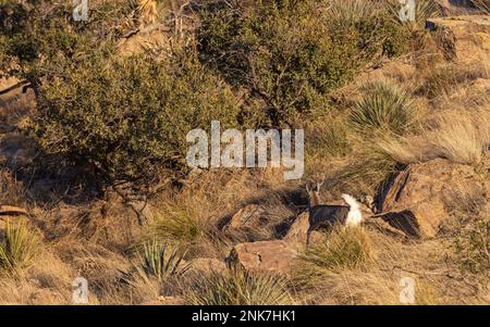 Coues Whitetail Deer Buck in den Chiricahua Mountains, Arizona Stockfoto