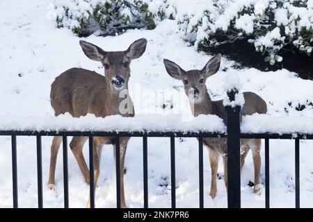 Eine süße Rehe und ihr Rehkraut stehen zusammen an einem Zaun mit Schnee auf der Nase und schauen in die Kamera. Stockfoto
