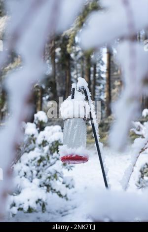 Eine Kolibri-Futterpflanze mit Schnee bedeckt. Stockfoto