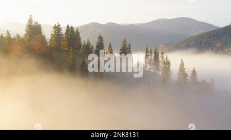 Wunderschönes Morgenpanorama des Waldes bedeckt von niedrigen Wolken. Herbstnebel auf den Bergen. Nebiges Herbstland. Farbiger Sonnenaufgang im bewaldeten Berg Stockfoto