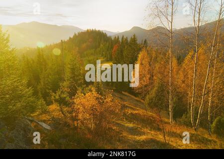 Wunderschöne Morgenlandschaft. Farbenfrohe Herbstbäume auf einem Hügel in den Karpaten in der Ukraine. Farbiger Sonnenaufgang an bewaldeten Berghängen. Malerische ruhige Stimmung b Stockfoto