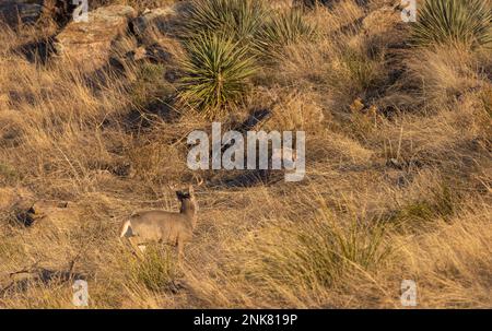 Coues Whitetail Deer Buck in den Chiricahua Mountains, Arizona Stockfoto