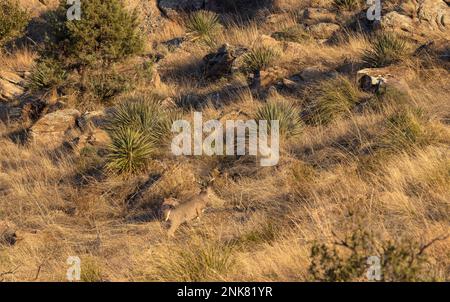 Coues Whitetail Deer Buck in den Chiricahua Mountains, Arizona Stockfoto