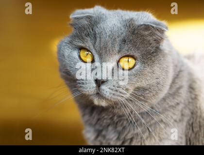 Wunderschön einheimisch Blau und Grau Britisch schottisch gefaltet kurze Haare Gelbe Augen Kat. Nahaufnahme, Horizontal, Selektiver Fokus. Haustierfreundliches Emotionskonzept. Stockfoto