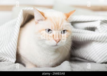 Gelangweilte junge, helle, rothaarige Mischkatze unter hellgrauem Karomuster im modernen Schlafzimmer. Haustier wärmt sich unter einer Decke bei kaltem Winterwetter. Haustierfreund Stockfoto