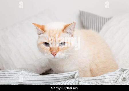 Gelangweilte junge rothaarige Mischkatze unter hellgrau-weiß gestreiftem Karomuster im modernen Schlafzimmer. Haustier wärmt sich unter der Decke bei kaltem Winterwetter Stockfoto