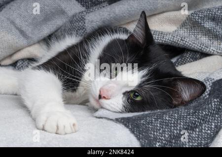 Wunderschöne junge grüne Augen gemischte Katzenwärme unter schwarzem, grauem und weißem Schottenkaro bei kaltem Winterwetter. Haustierpflegekonzept. Tier drinnen Stockfoto