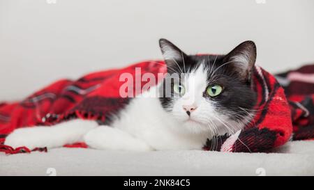 Junge gemischte Rasse schwarz-weiße Katze, die sich unter Schottenmuster aus roter Wolle entspannt. Haustierpflegekonzept. Feierlichkeiten im Winter. Geschenkgutschein für Bereich kopieren. Stockfoto