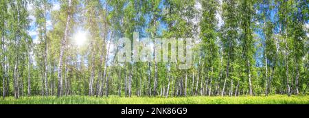 Birkenhain an einem sonnigen Sommertag im Frühling, Landschaftsbanner, riesiges Panorama Stockfoto