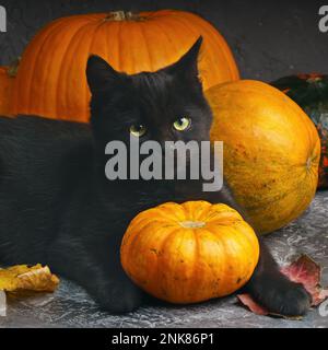 Grüne Augen schwarze Katze und orangefarbene Kürbisse auf grauem Zementhintergrund mit herbstgelben, trockenen, gefallenen Blättern. Stockfoto