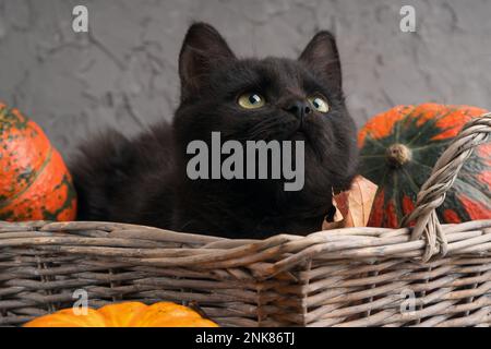 Grüne Augen schwarze Katze und orangefarbene Kürbisse in Korb aus Weidenholz auf grauem Zementhintergrund mit herbstgelben, trockenen gefallenen Blättern. Stockfoto