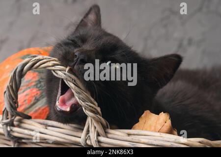 Grüne Augen schwarze Katze und orangefarbene Kürbisse in Korb aus Weidenholz auf grauem Zementhintergrund mit herbstgelben, trockenen gefallenen Blättern. Unheimlich gruselig und gruselig Stockfoto