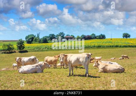 Sommerlandschaft - Blick auf die Weideherde der Charolais-Rinderzucht in der historischen Provinz Gascony, Frankreich Stockfoto