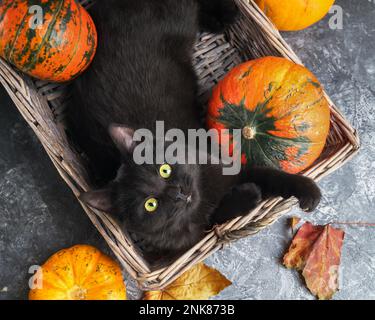 Grüne Augen schwarze Katze und orangefarbene Kürbisse in Korb aus Weidenholz auf grauem Zementhintergrund mit herbstgelben, trockenen gefallenen Blättern. Hintergrund der Draufsicht. Stockfoto