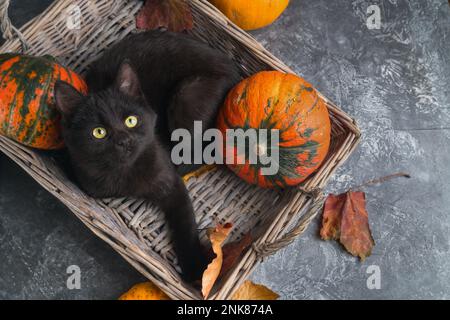 Grüne Augen schwarze Katze und orangefarbene Kürbisse in Korb aus Weidenholz auf grauem Zementhintergrund mit herbstgelben, trockenen gefallenen Blättern. Hintergrund der Draufsicht. Stockfoto