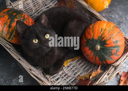 Grüne Augen schwarze Katze und orangefarbene Kürbisse in Korb aus Weidenholz auf grauem Zementhintergrund mit herbstgelben, trockenen gefallenen Blättern. Hintergrund der Draufsicht. Stockfoto