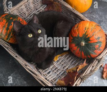 Grüne Augen schwarze Katze und orangefarbene Kürbisse in Korb aus Weidenholz auf grauem Zementhintergrund mit herbstgelben, trockenen gefallenen Blättern. Hintergrund der Draufsicht. Stockfoto