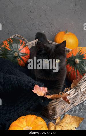 Grüne Augen schwarze Katze und orangefarbene Kürbisse in Korb aus Weidenholz auf grauem Zementhintergrund mit herbstgelben, trockenen gefallenen Blättern. Stockfoto