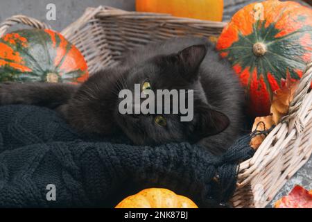 Grüne Augen schwarze Katze und orangefarbene Kürbisse in Korb aus Weidenholz auf grauem Zementhintergrund mit herbstgelben, trockenen gefallenen Blättern. Stockfoto