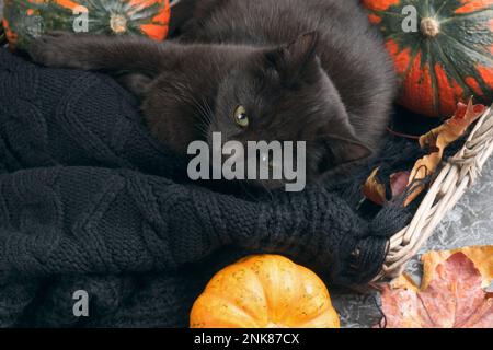 Grüne Augen schwarze Katze und orangefarbene Kürbisse in Korb aus Weidenholz auf grauem Zementhintergrund mit herbstgelben, trockenen gefallenen Blättern. Hintergrund der Draufsicht. Stockfoto